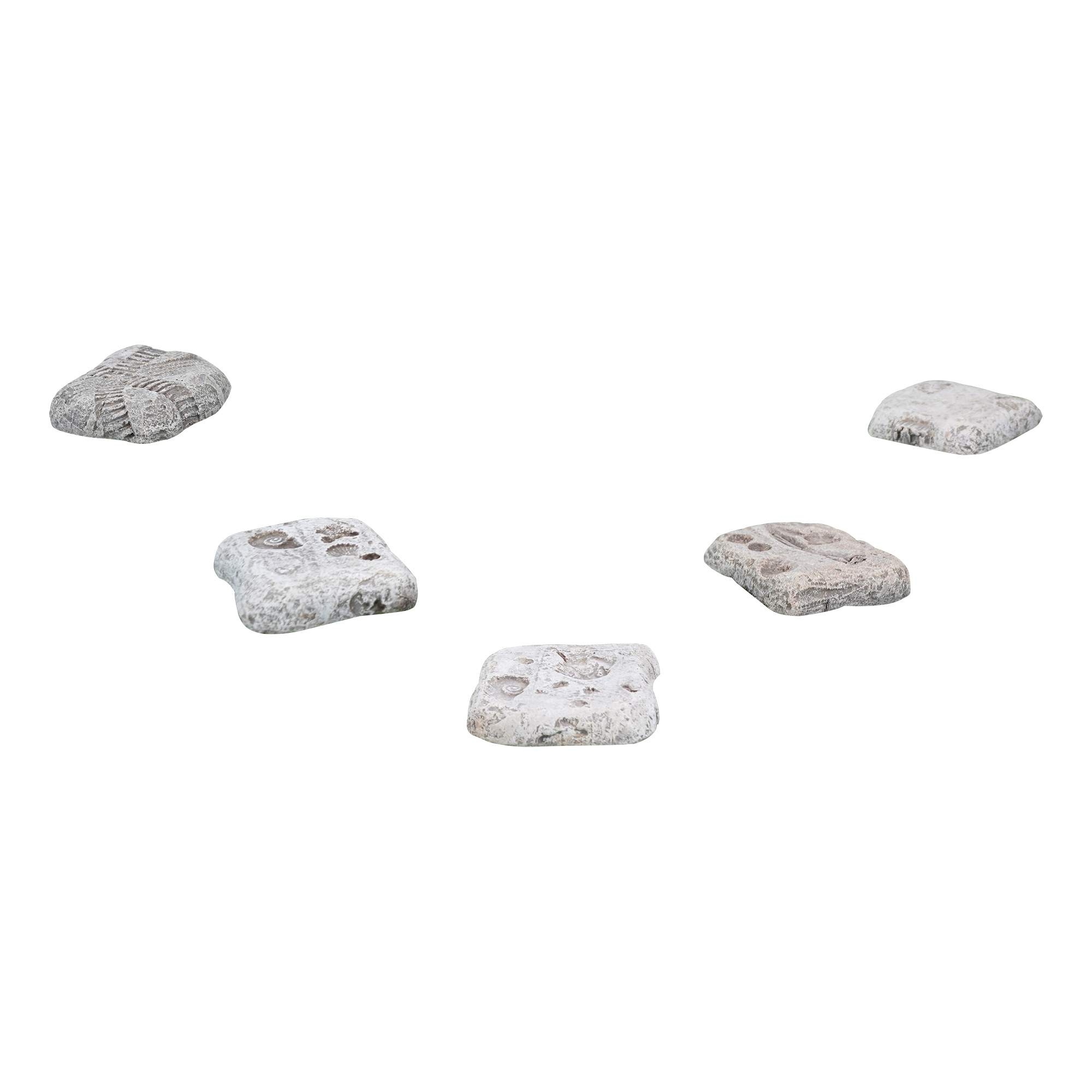 Fossil Stepping Stones - Set of 5